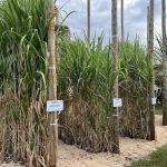 Novas variedades de cana ampliam produtividade e eficiência no campo