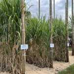 Novas variedades de cana ampliam produtividade e eficiência no campo