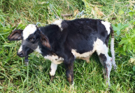 Idoso é flagrado durante agressão a bezerro em Andrelândia (MG)