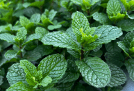 'Terra Boa': abertas as inscrições para retirada de composto orgânico