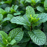 'Terra Boa': abertas as inscrições para retirada de composto orgânico