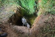 Cavalo é resgatado após ficar preso em buraco em Juiz de Fora