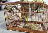 PF mantém prisão de suspeitos de guarda irregular de animais silvestres