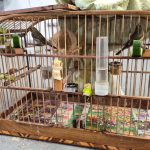 PF mantém prisão de suspeitos de guarda irregular de animais silvestres