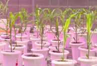 Protagonista na produção de alimentos, Brasil enfrenta entraves logísticos