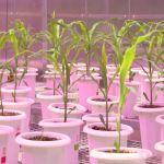 Protagonista na produção de alimentos, Brasil enfrenta entraves logísticos