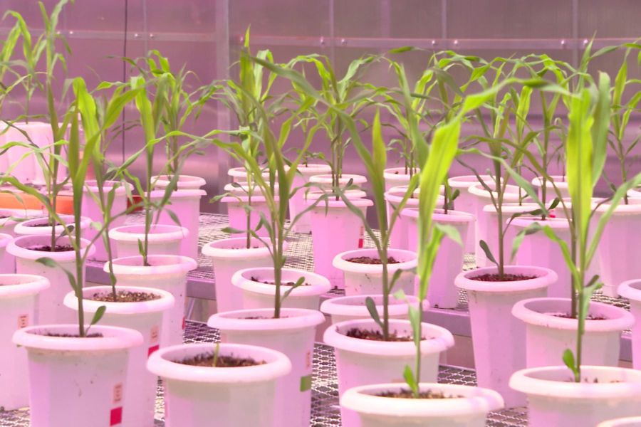 Protagonista na produção de alimentos, Brasil enfrenta entraves logísticos