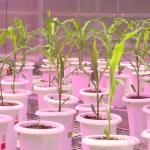 Protagonista na produção de alimentos, Brasil enfrenta entraves logísticos