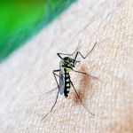 Casos de dengue disparam nas Américas e OMS pede ação global