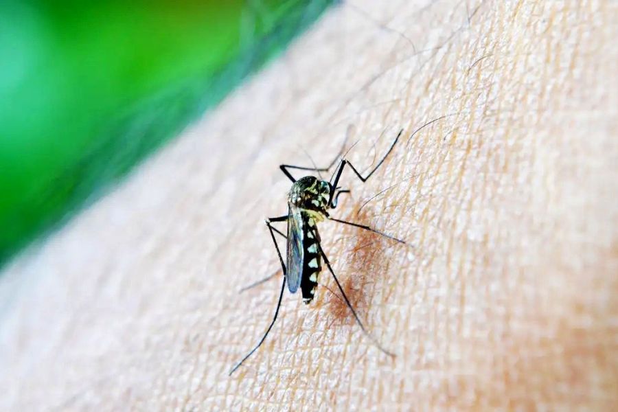 Casos de dengue disparam nas Américas e OMS pede ação global