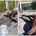 Cavalo é abandonado e morre em 'ponto de desova de animais' em BH