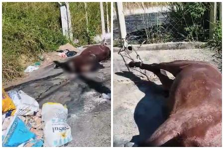 Cavalo abandonado teve as patas traseiras amarradas