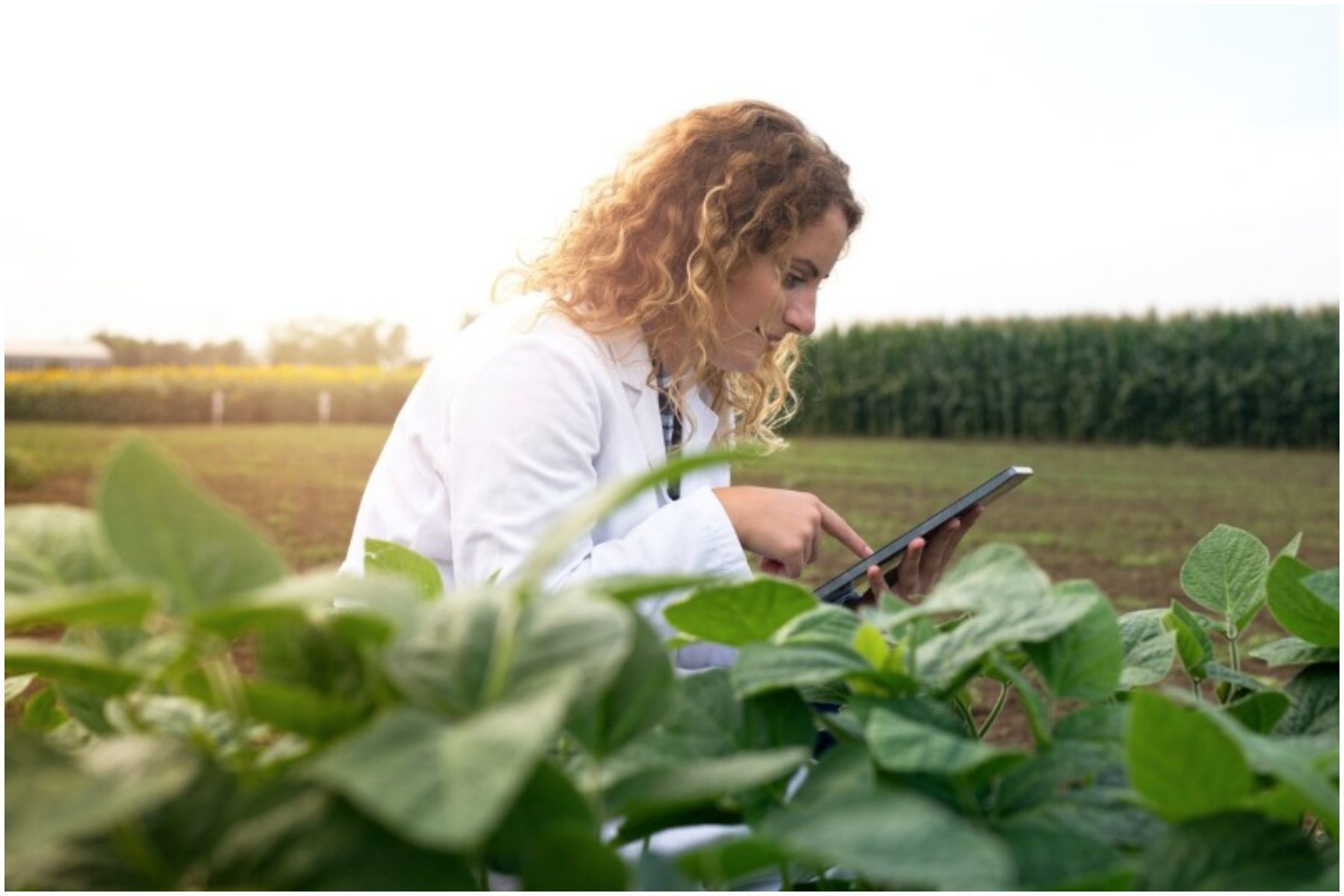 Linhas de crédito impulsionam a agricultura sustentável