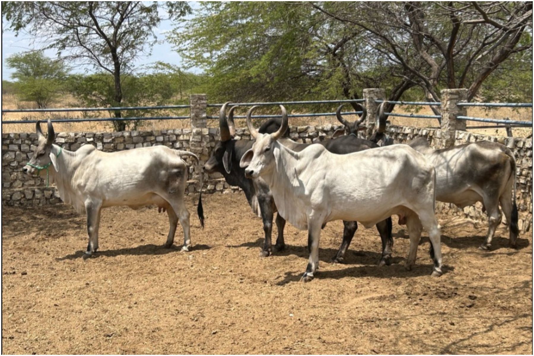 Relatório aponta oscilações nos preços do setor agropecuário em diferentes regiões do Brasil