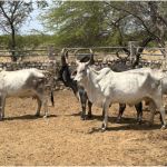 Relatório aponta oscilações nos preços do setor agropecuário em diferentes regiões do Brasil