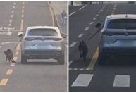 PC investiga motorista que dirige com cachorro preso do lado de fora do carro no PR