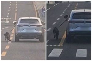 PC investiga motorista que dirige com cachorro preso do lado de fora do carro no PR