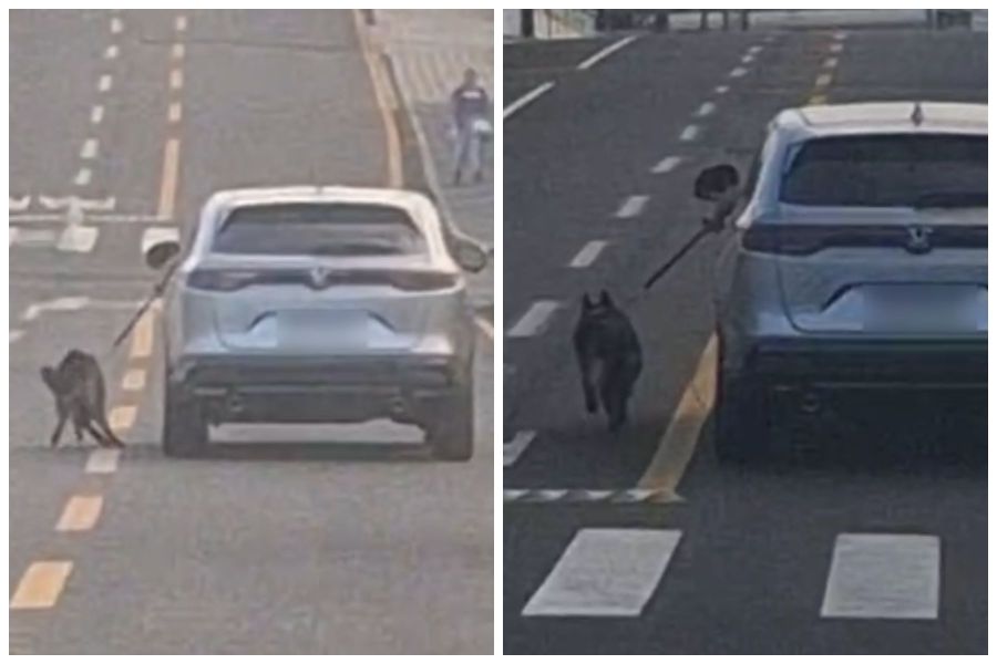 PC investiga motorista que dirige com cachorro preso do lado de fora do carro no PR