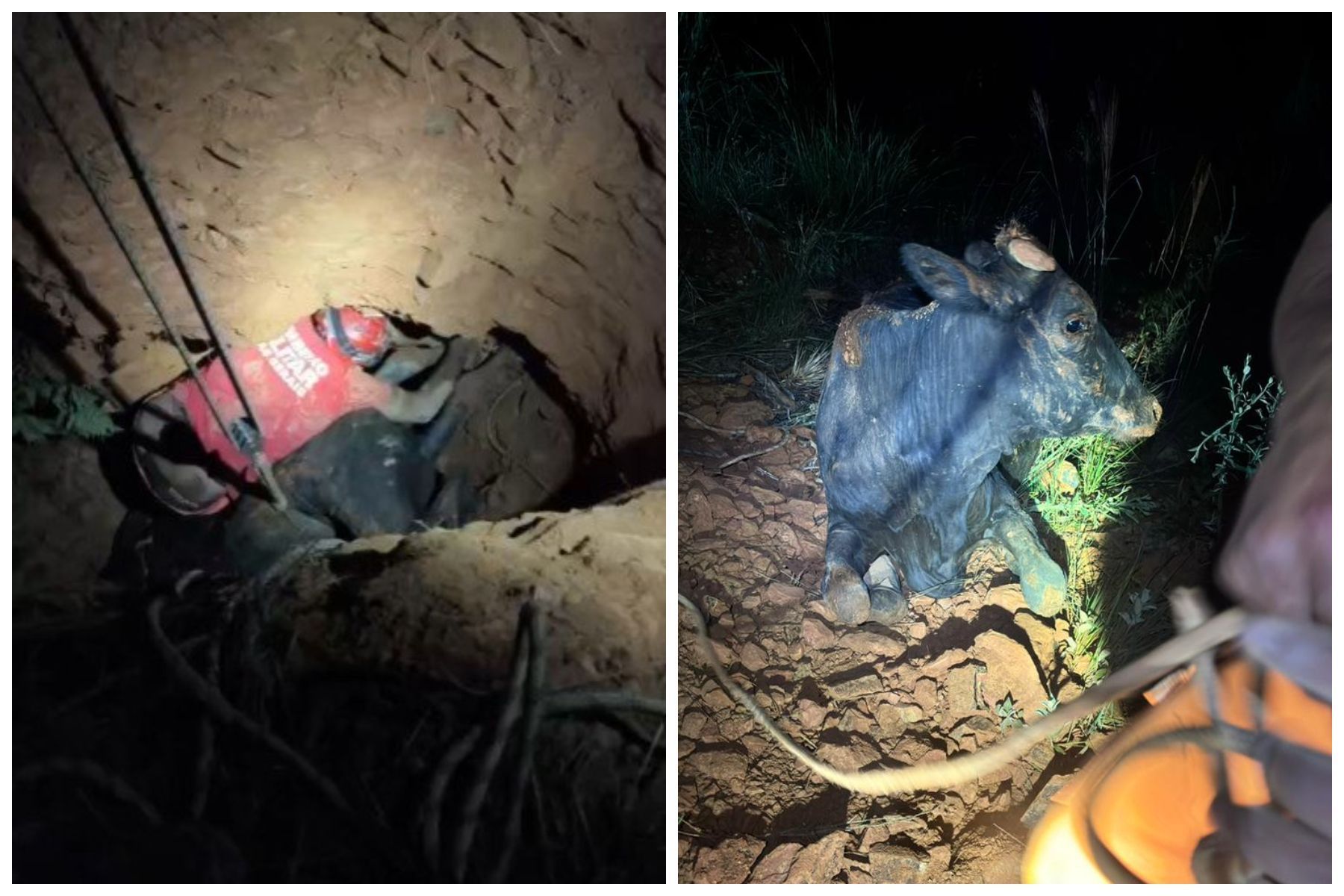 Vídeo: vaca é resgatada após cair em buraco de 5 metros em MG