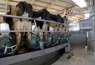 Leite sobe no varejo do Paraná, mas repasse ao produtor ainda é lento