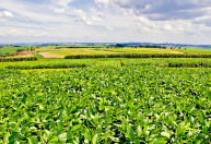 Nova soja alia produtividade e controle de plantas daninhas