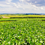 Nova soja alia produtividade e controle de plantas daninhas