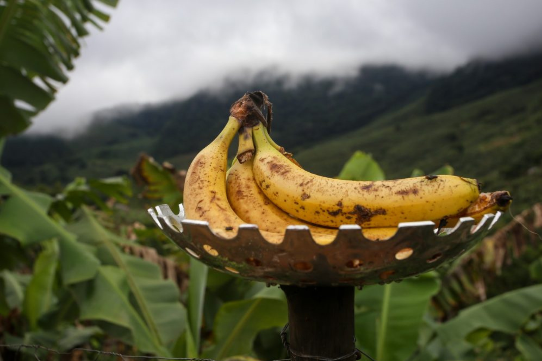 Vale do Ribeira conquista Indicação Geográfica para banana e fortalece produção