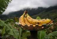 Vale do Ribeira conquista Indicação Geográfica para banana e fortalece produção