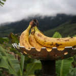 Vale do Ribeira conquista Indicação Geográfica para banana e fortalece produção