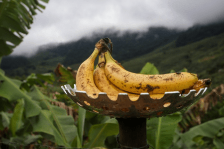 banana