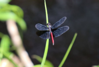 Palestras em escolas mostram papel dos insetos aquáticos no monitoramento da qualidade da água