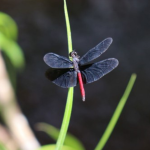 Palestras em escolas mostram papel dos insetos aquáticos no monitoramento da qualidade da água