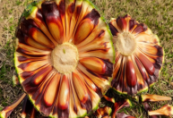 Safra de pinhão começa no RS com previsão de menor produção