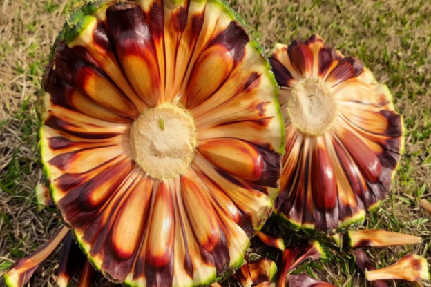 Safra de pinhão começa no RS com previsão de menor produção