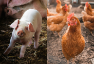 Custos de produção de suínos caem em março, enquanto frango segue estável