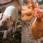 Custos de produção de suínos caem em março, enquanto frango segue estável