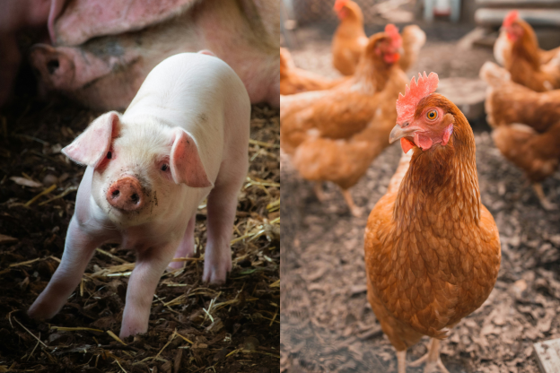 Custos de produção de suínos caem em março, enquanto frango segue estável