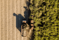 Empresa terá financiamento de R$ 83,9 mi para inovação na cana-de-açúcar