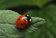 Joaninhas ganham destaque no controle biológico de pragas no campo