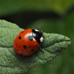 Joaninhas ganham destaque no controle biológico de pragas no campo