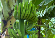 Irrigação por pivô eleva produtividade da banana no Oeste da Bahia