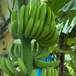 Irrigação por pivô eleva produtividade da banana no Oeste da Bahia