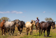 Proposta cria unidade para reprodução de equídeos e reforça rastreabilidade