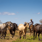 Proposta cria unidade para reprodução de equídeos e reforça rastreabilidade