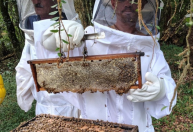 Colheita de mel no RS se aproxima do fim com queda na produtividade