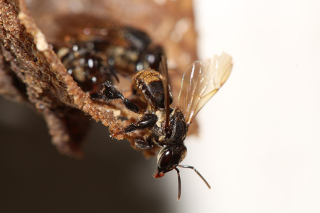 Abelhas sem Ferrão - Cristiano Menezes - Embrapa