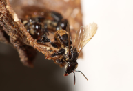 Fungicidas podem afetar fungos essenciais às abelhas sem ferrão