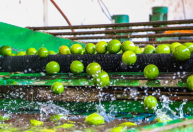 Brasil recebe missão cubana visando abertura de mercado para frutas brasileiras