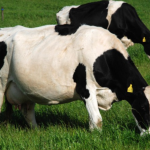 Calor intenso trouxe estresse térmico a rebanhos de leite no RS