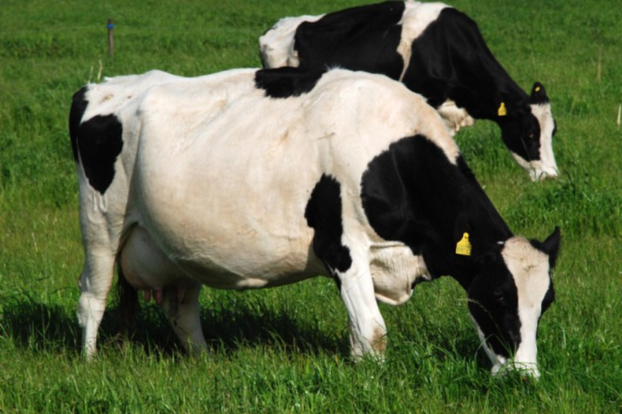 Calor intenso trouxe estresse térmico a rebanhos de leite no RS